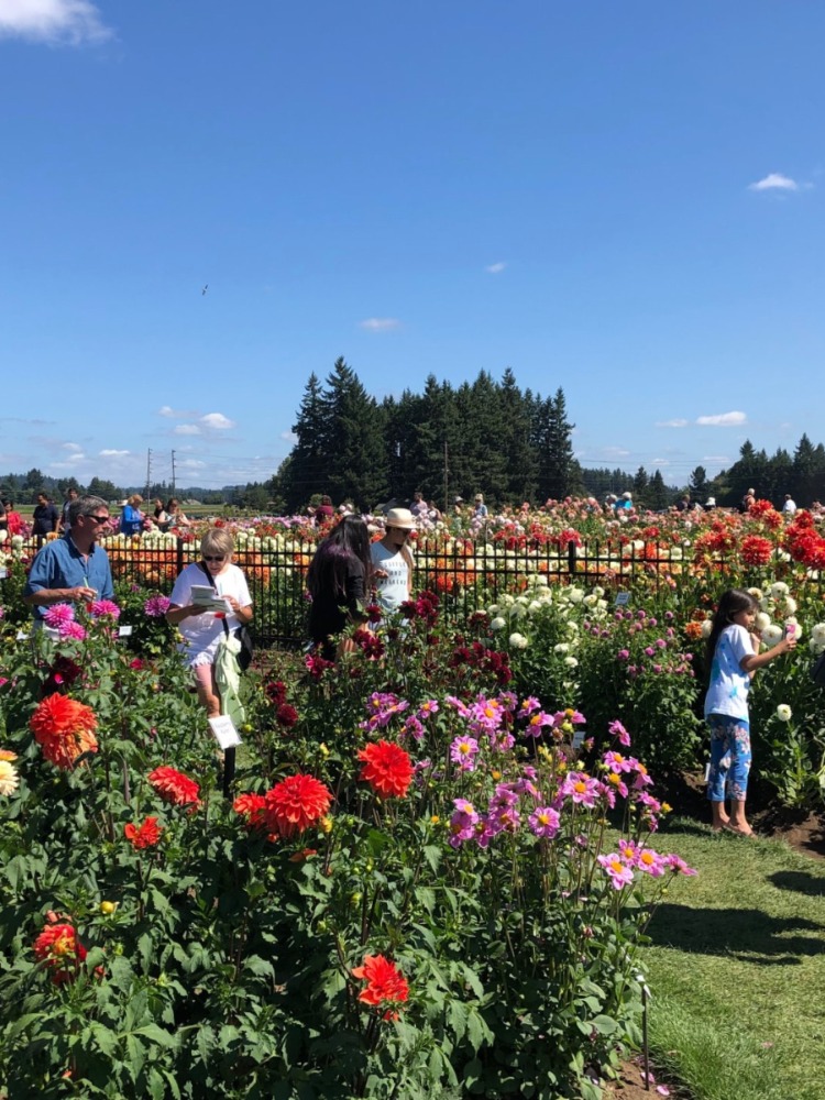Visitors wander between rows of Dahlias on a bright sunny day at Swan Island Dahlia Festival 