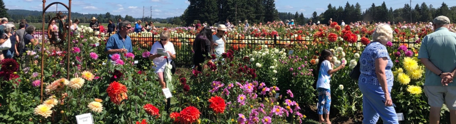 Visitors wander between rows of Dahlias on a bright sunny day at Swan Island Dahlia Festival 