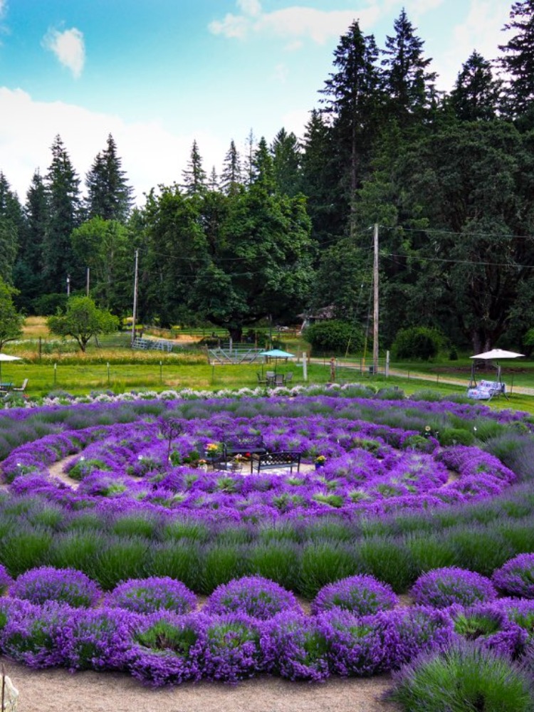 Two benches face each other in the center of a circular lavender garden.