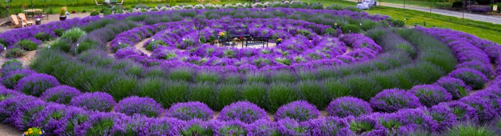 Two benches face each other in the center of a circular lavender garden.