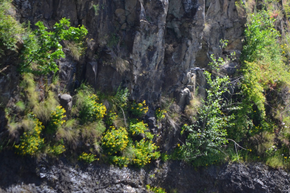 Greenery and yellow wildflowers on cliff face along Upper Clackamas River