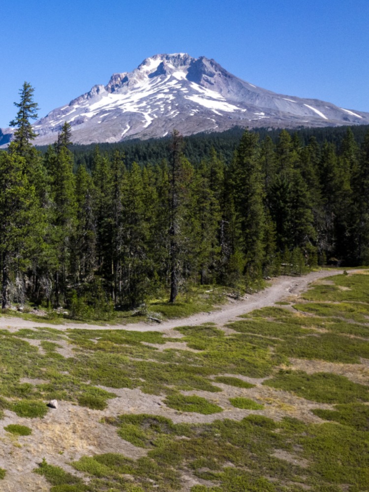 Hikers walk along trail with green grass and green trees around them. Mt. Hood with white snow is behind them with blue sky.