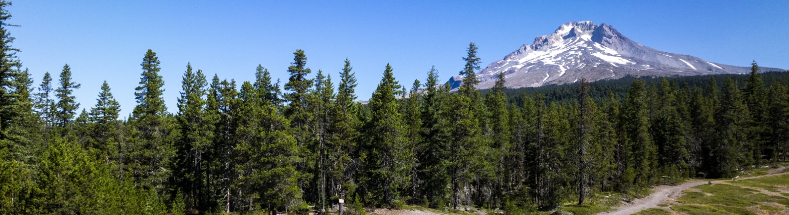 Hikers walk along trail with green grass and green trees around them. Mt. Hood with white snow is behind them with blue sky.