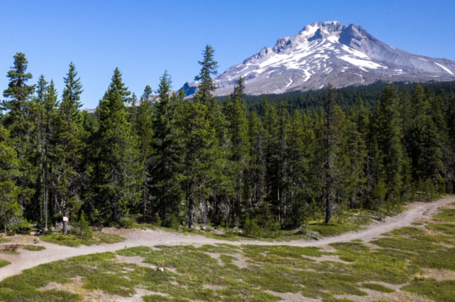 Hikers walk along trail with green grass and green trees around them. Mt. Hood with white snow is behind them with blue sky.