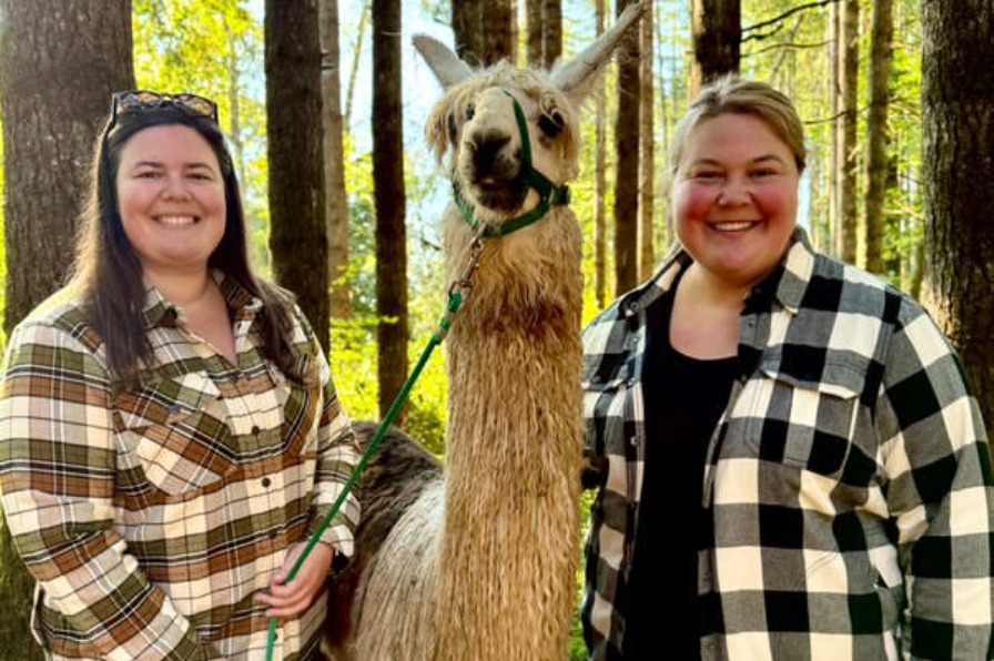 Two walkers pose with a brown llama on the llama walk