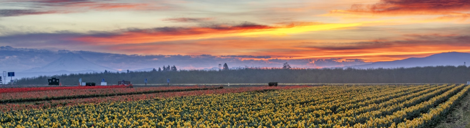 Sunrise over yellow tulips
