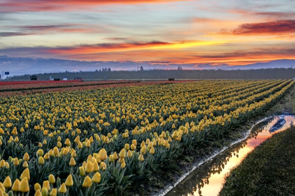 Sunrise over yellow tulips