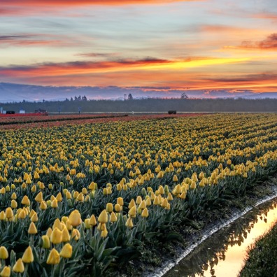 Sunrise over yellow tulips