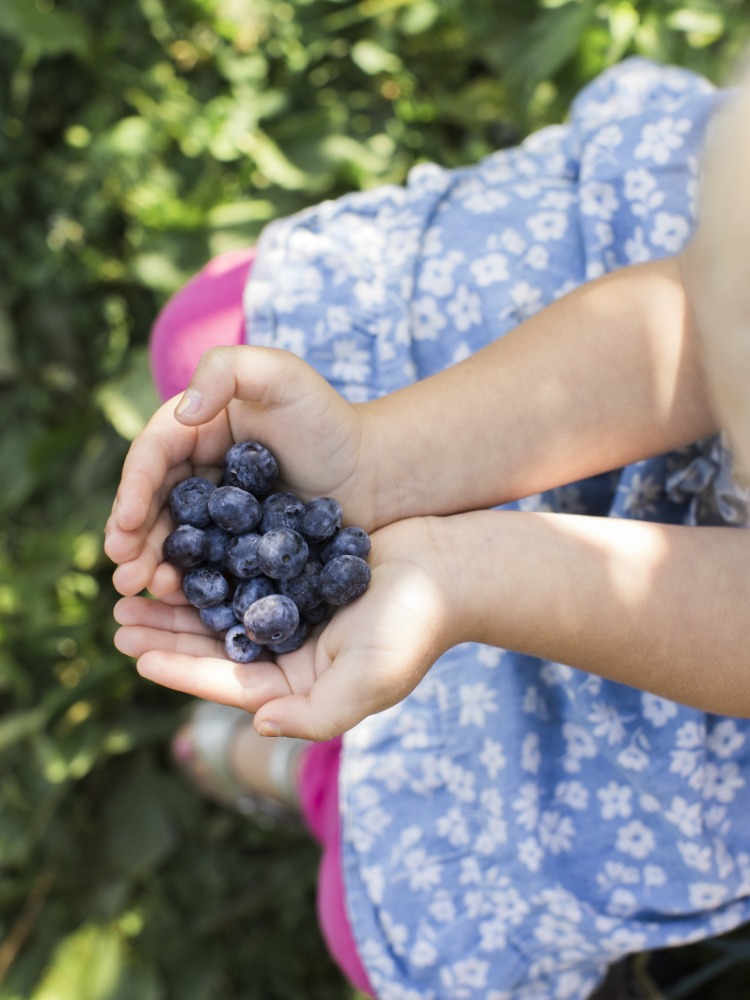 Child with a handful of blueberries