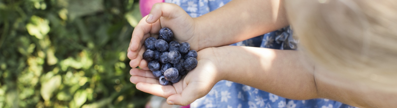 Child with a handful of blueberries