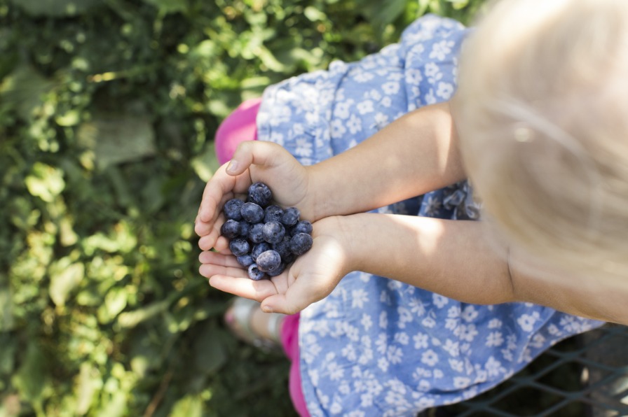 Child with a handful of blueberries