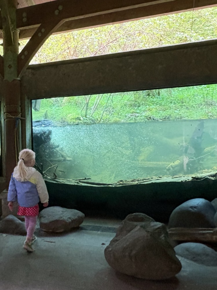 Underwater viewing area