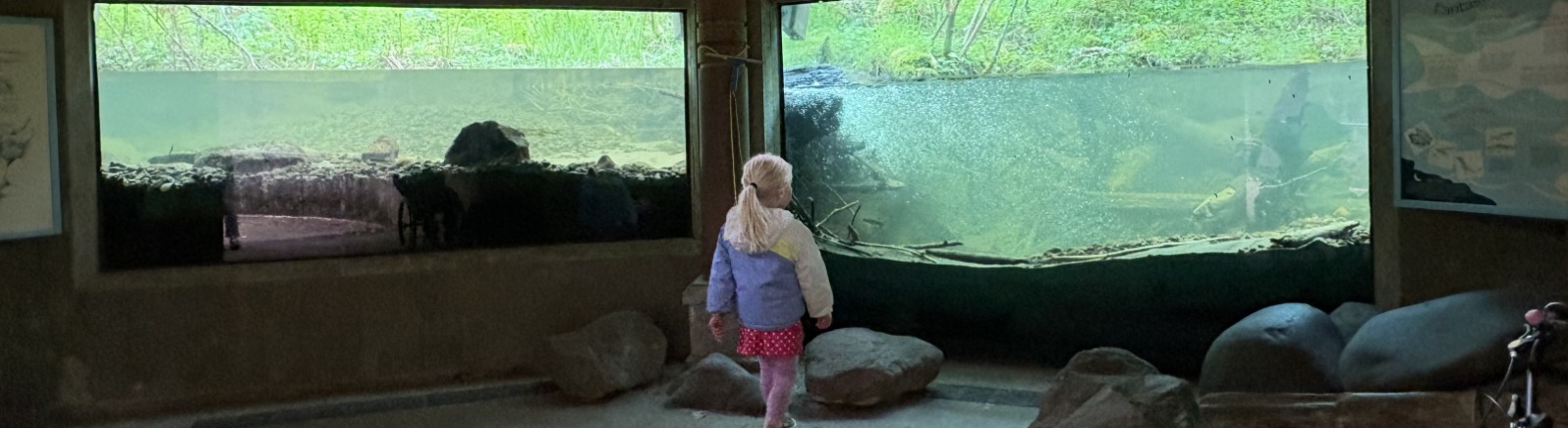 Underwater viewing area