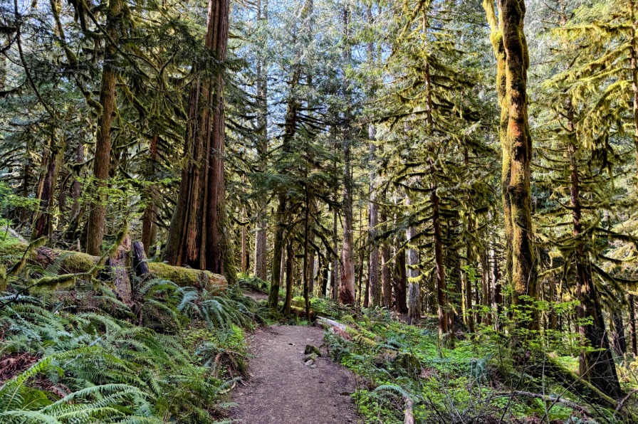 A dirt trail passes by green evergreen trees.