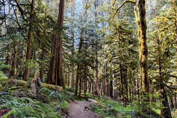 A dirt trail passes by green evergreen trees.