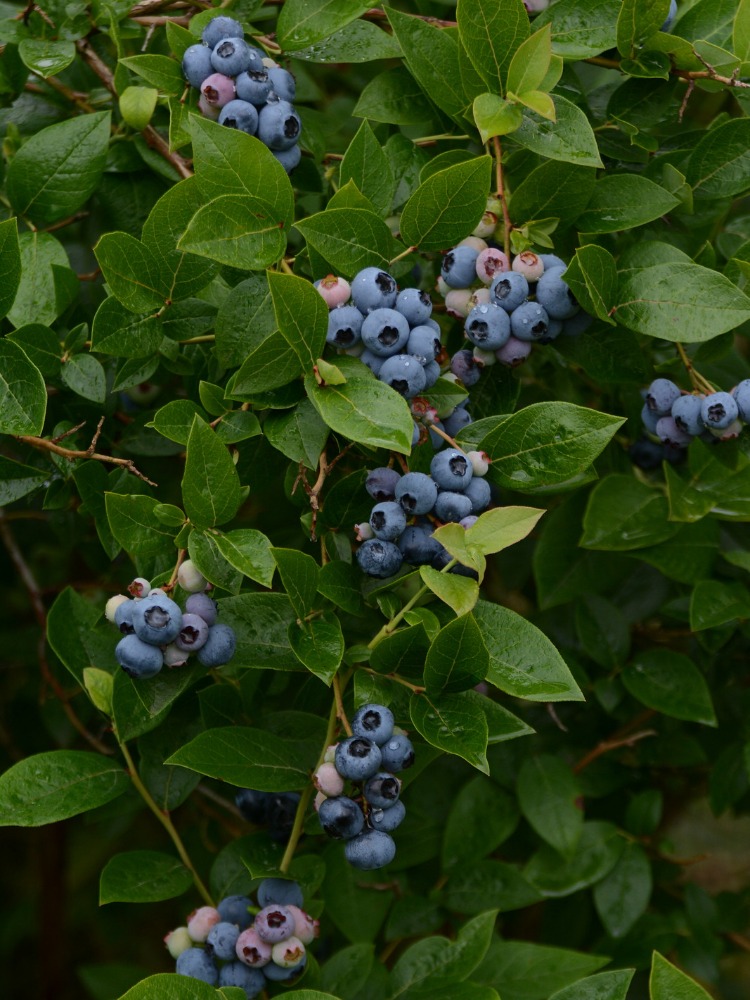 Ripe blueberries on a plant at Redland Blueberry Farm