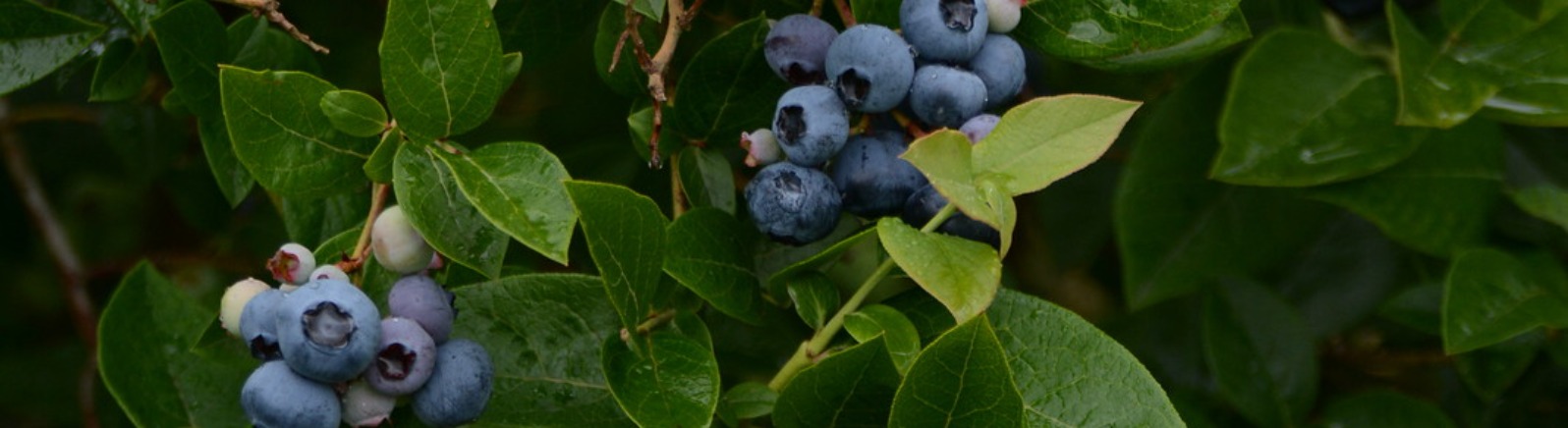 Ripe blueberries on a plant at Redland Blueberry Farm