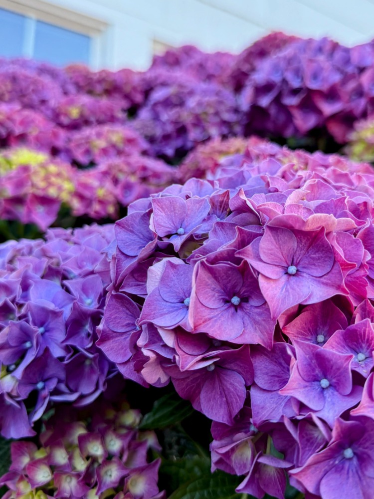 Bright purple hydrangea flowers