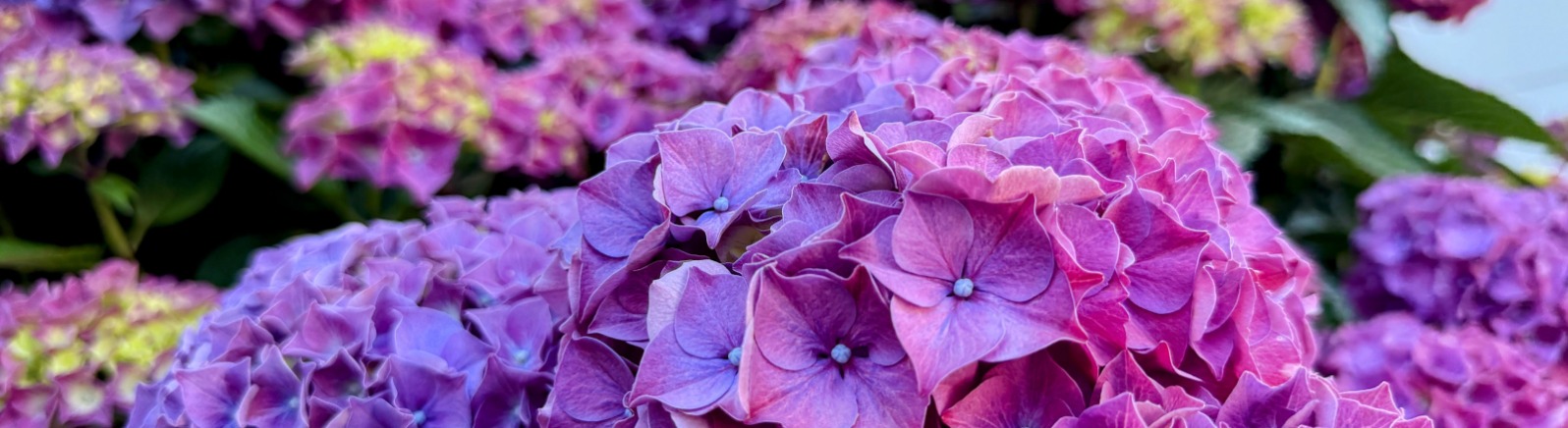 Bright purple hydrangea flowers