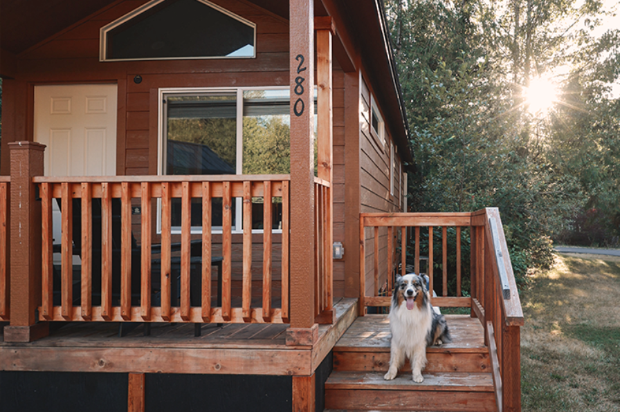 Dog on porch of cabin