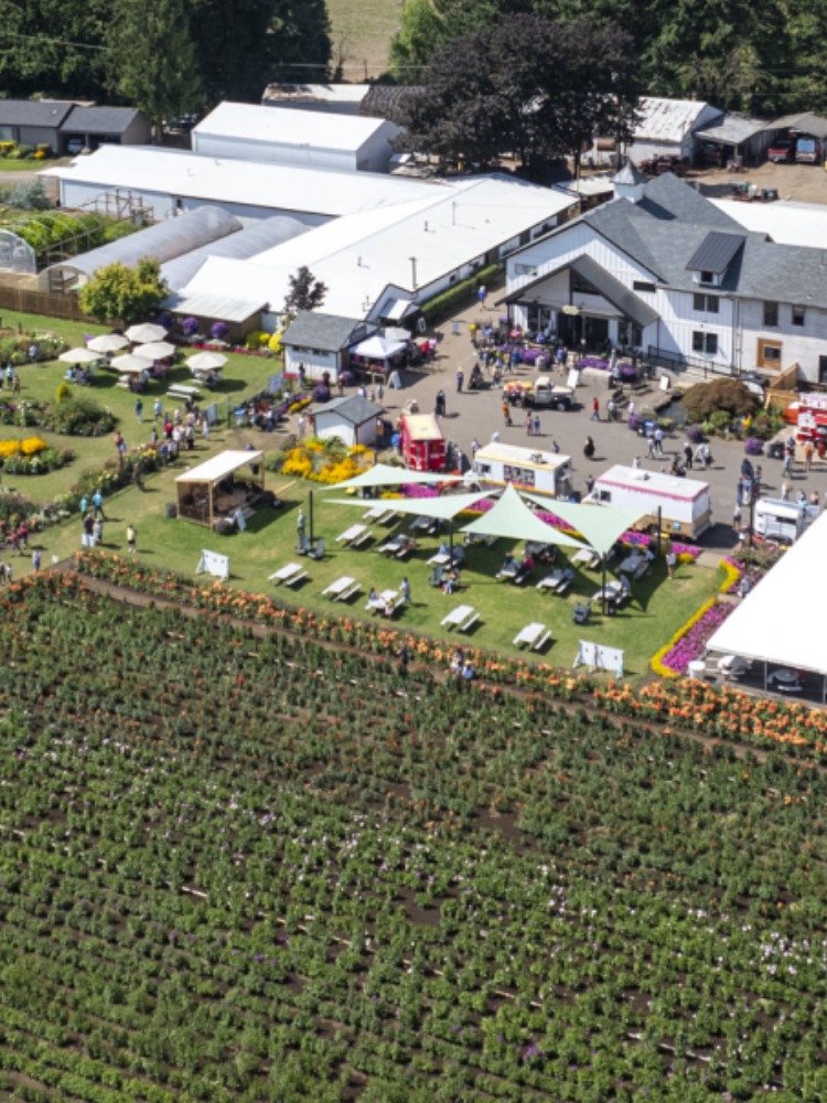 Aerial view of rows of dahlias and a white farmhouse 