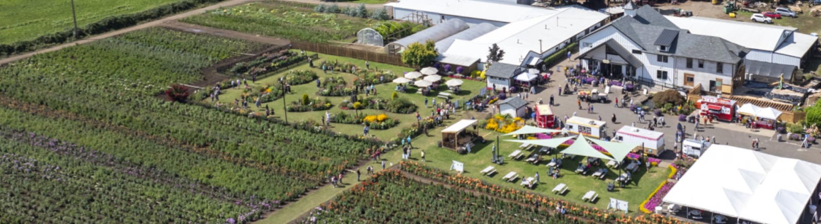 Aerial view of rows of dahlias and a white farmhouse 