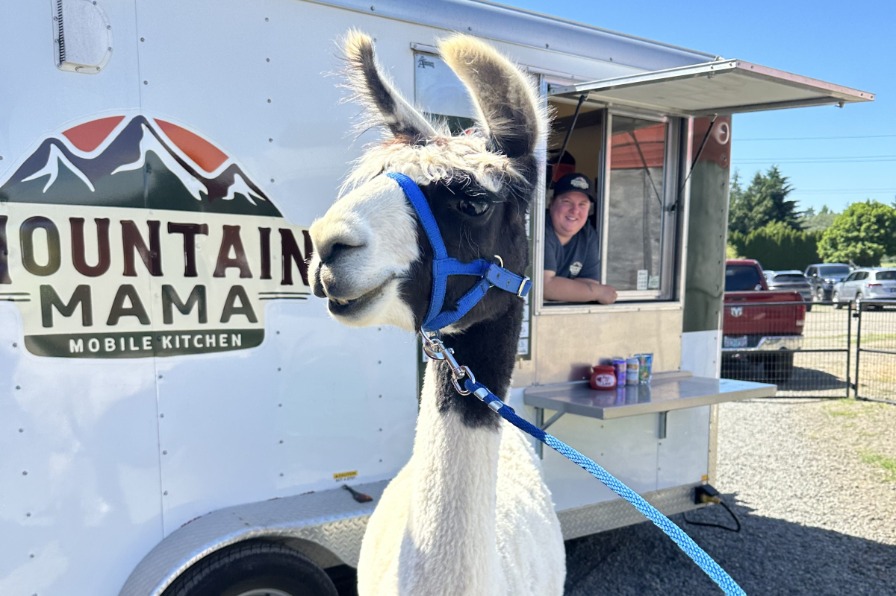 A white llama stands outside of a white food truck