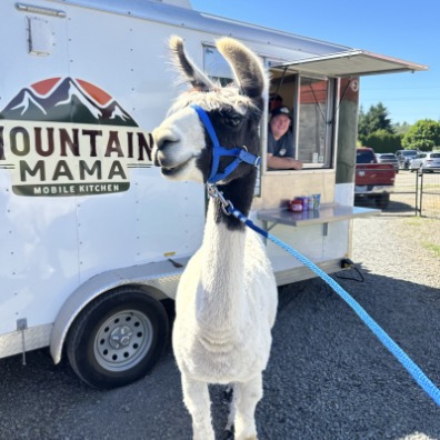 A white llama stands outside of a white food truck