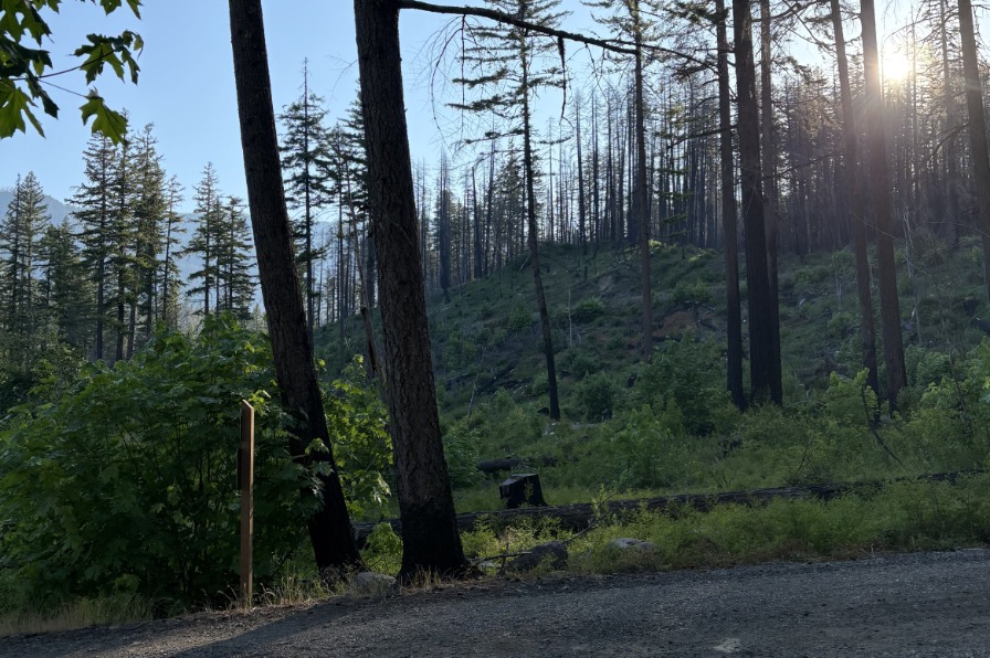 Rainbow Campground The sun rises over green trees on a hill