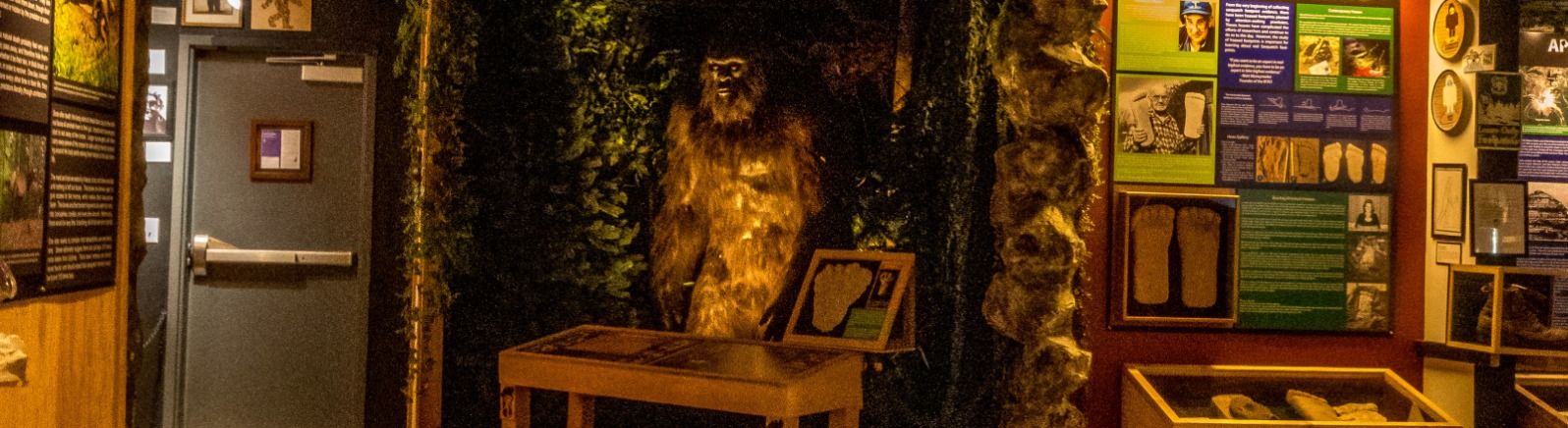 Displays of Bigfoot line the walls of a museum