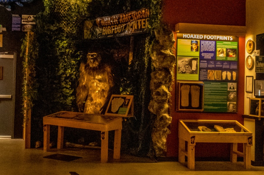 Displays of Bigfoot line the walls of a museum