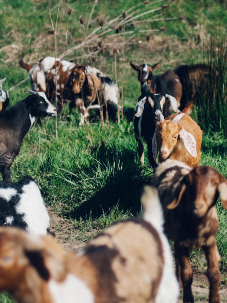 Lots of black, white and tan goats stand in a field of green
