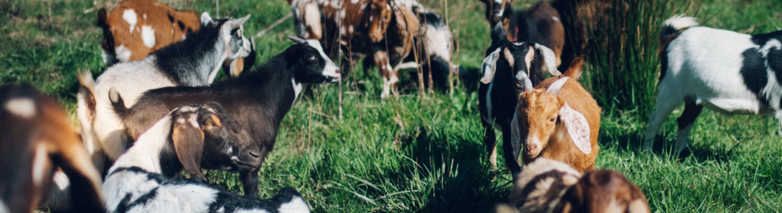 Lots of black, white and tan goats stand in a field of green
