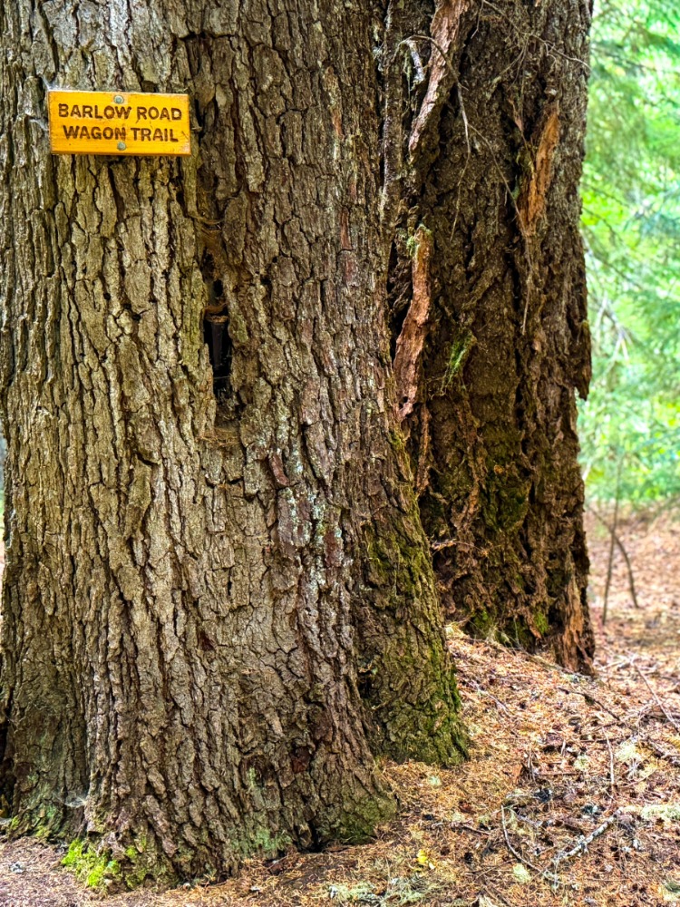Wood sign reading Barlow Road Wagon Trail attached to a brown tree
