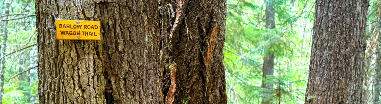 Wood sign reading Barlow Road Wagon Trail attached to a brown tree