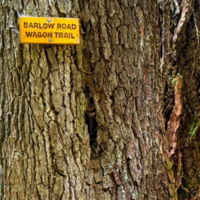 Wood sign reading Barlow Road Wagon Trail attached to a brown tree