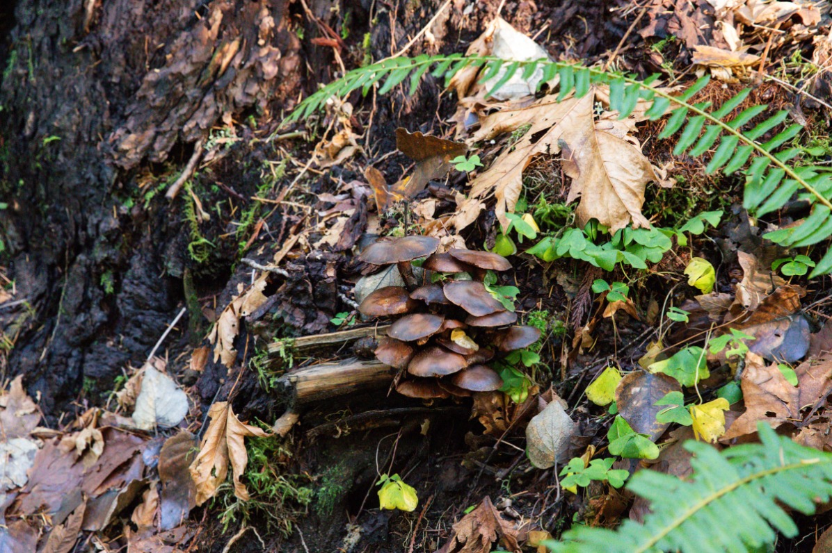 Wild mushrooms in the forest