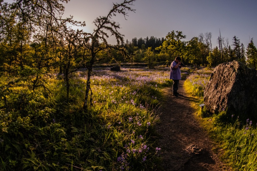 Camassia Nature Preserve A photographer takes photos of a purple flowers