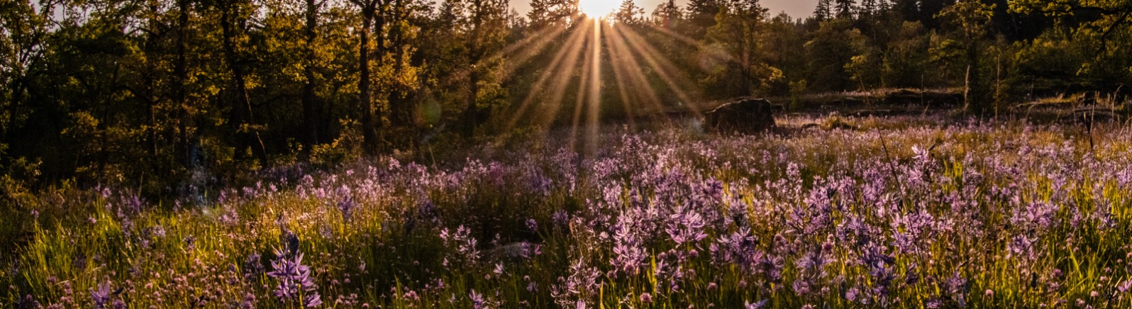 Purple camas flowers in green grass while the sun sets