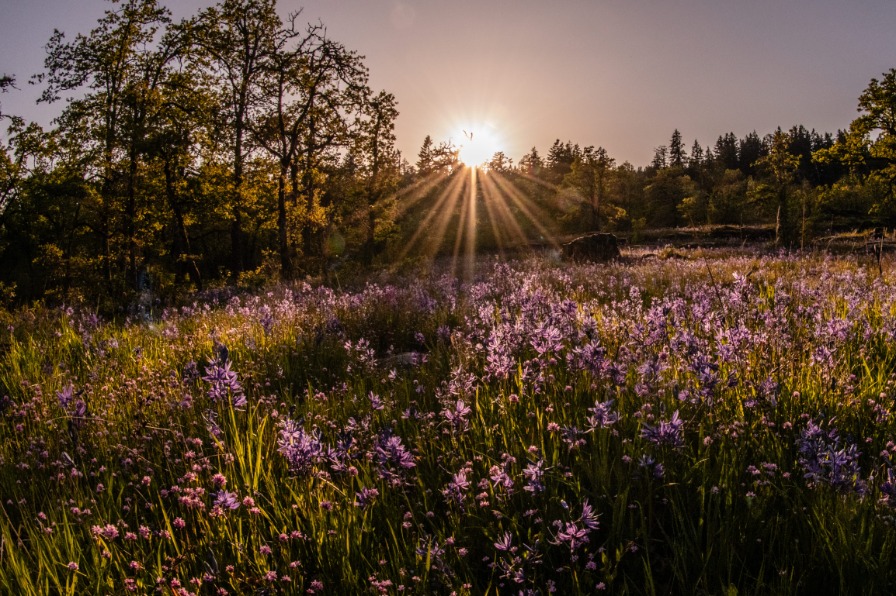 Purple camas flowers in green grass while the sun sets