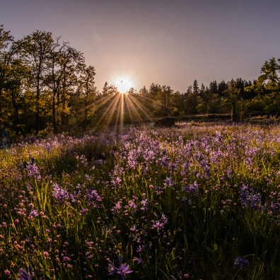 Purple camas flowers in green grass while the sun sets