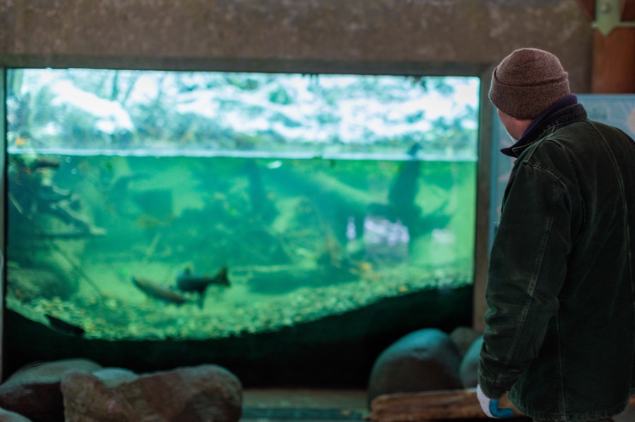 A visitor looks at a salmon through a glass window