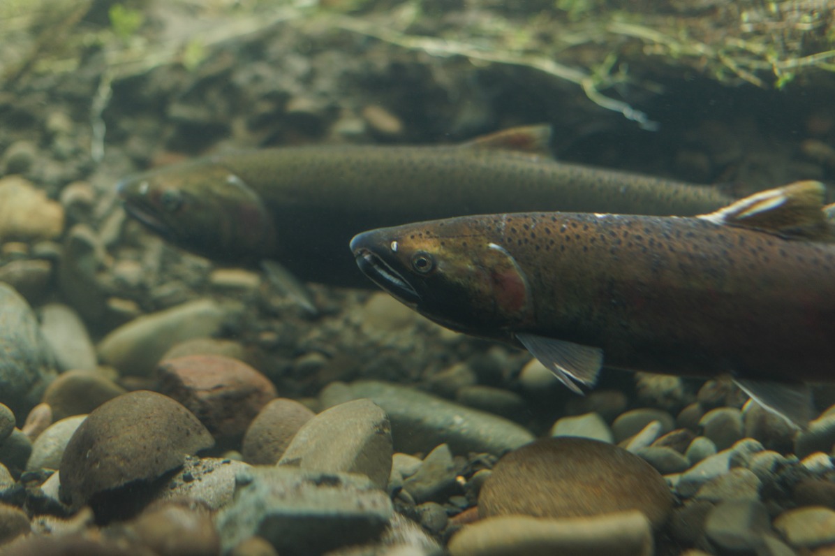 Fish swim in a riverbed of gravel
