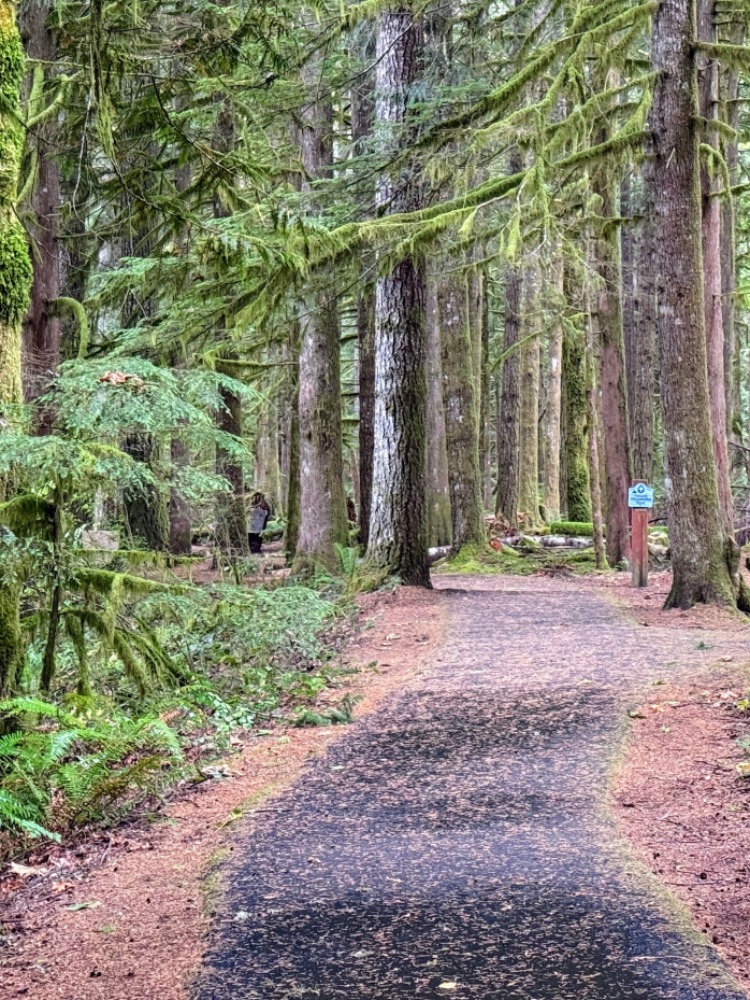 A trail goes into green trees