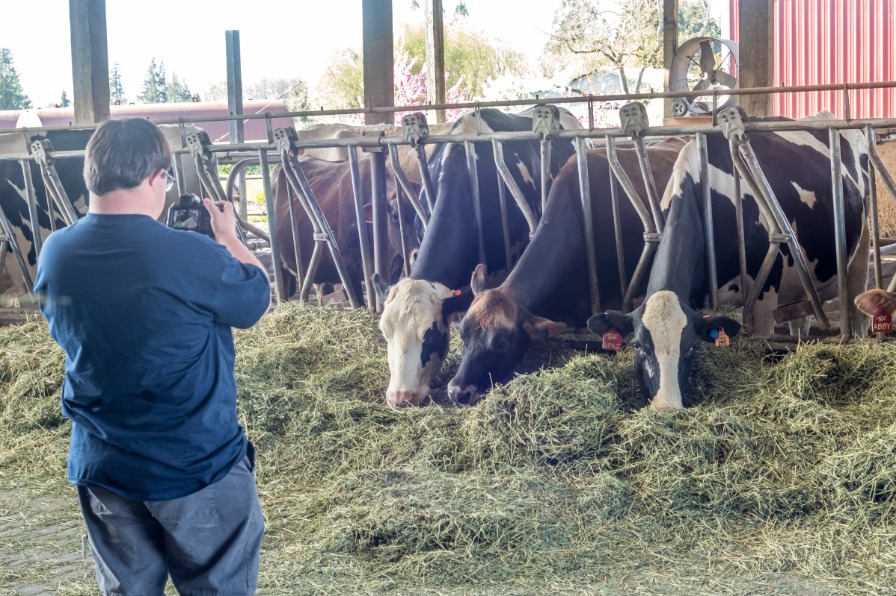 A photographer takes a photo of cows