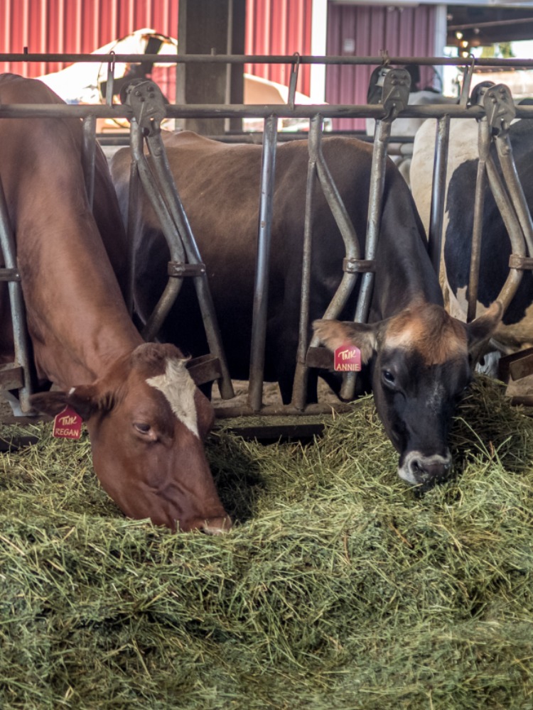 Three cows eat green hay