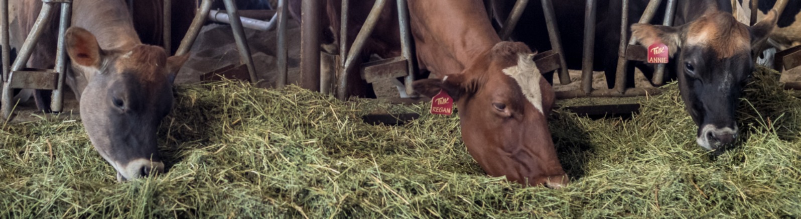 Three cows eat green hay