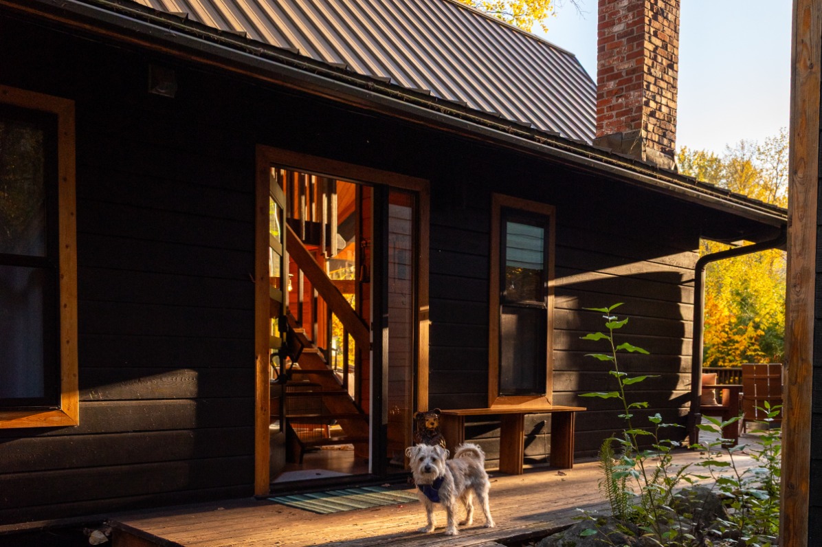 A white dog stands outside a cabin