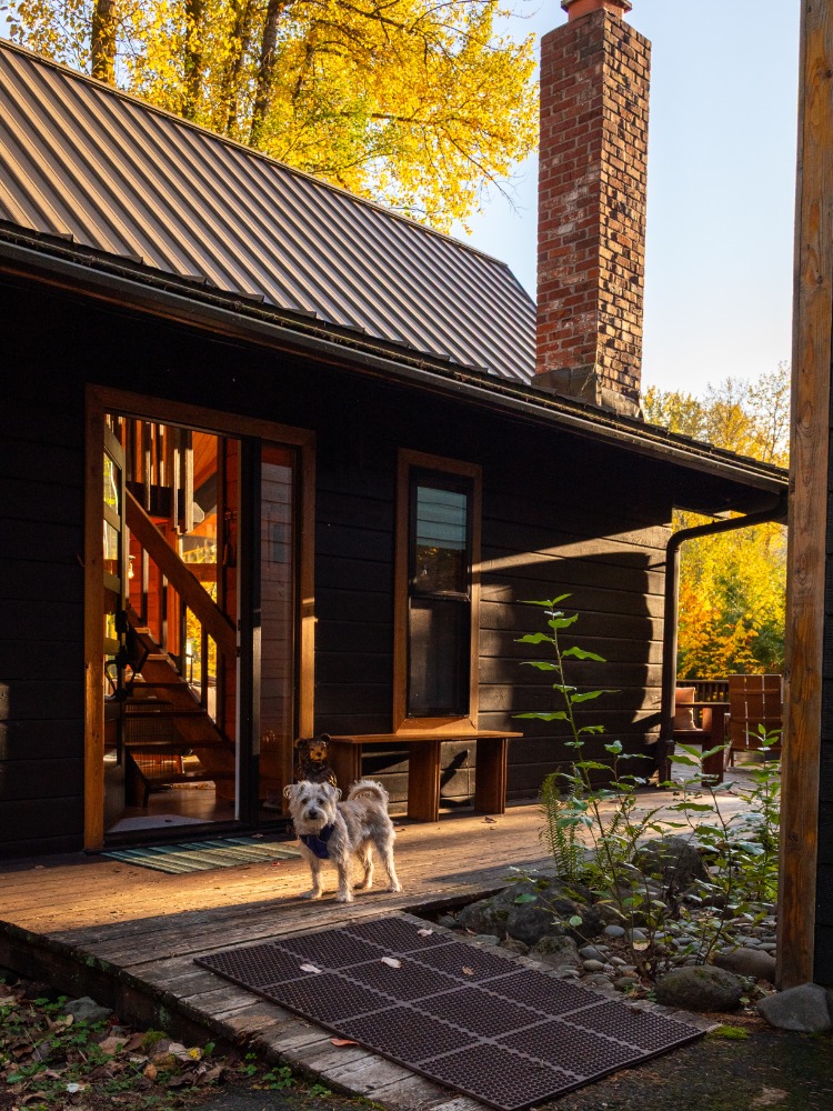 A white dog stands outside a cabin
