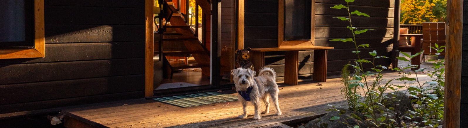 A white dog stands outside a cabin